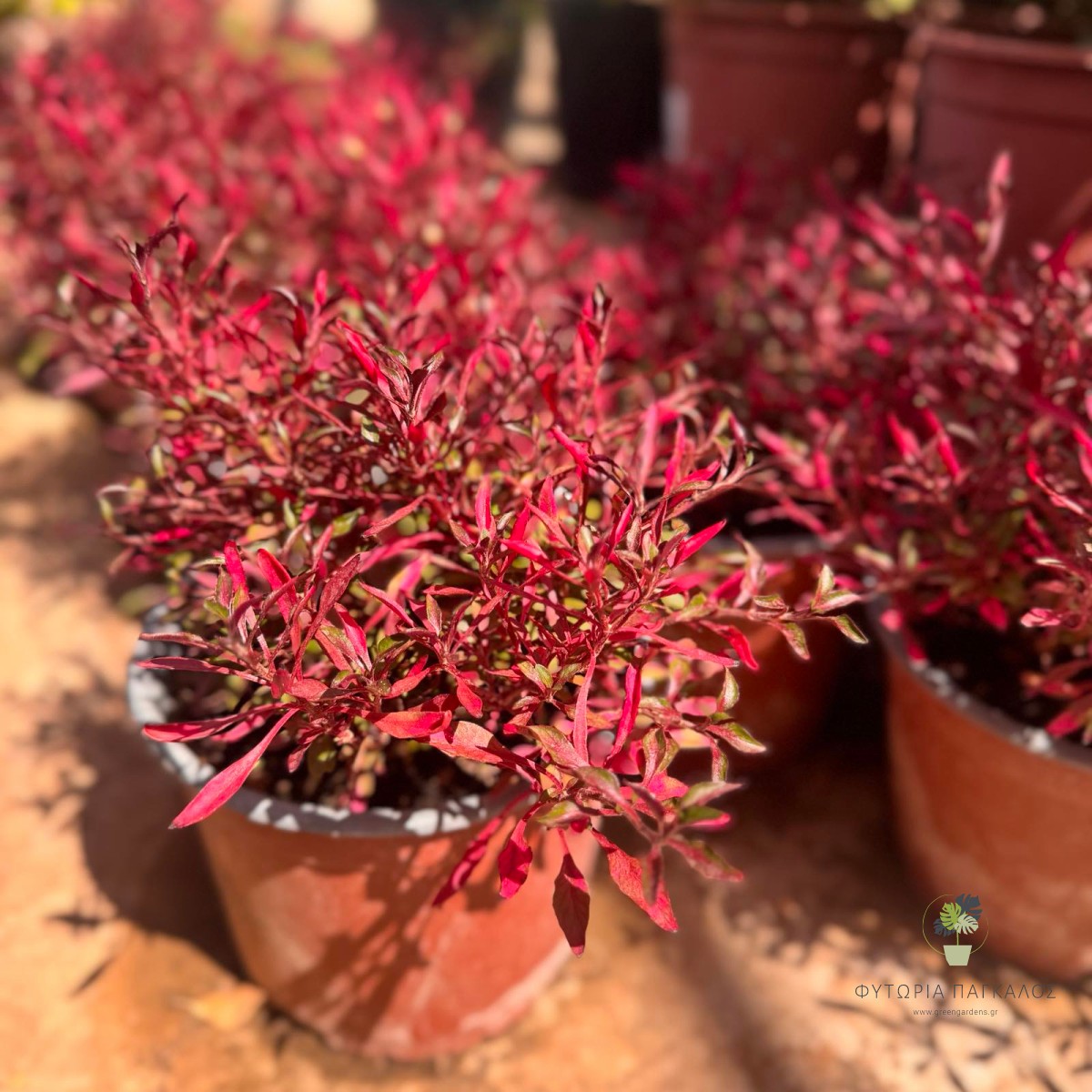 Αλτερνάνθερα (Alternanthera dentata) | Αειθαλής Θάμνος με Μπορντό Φύλλωμα - 3